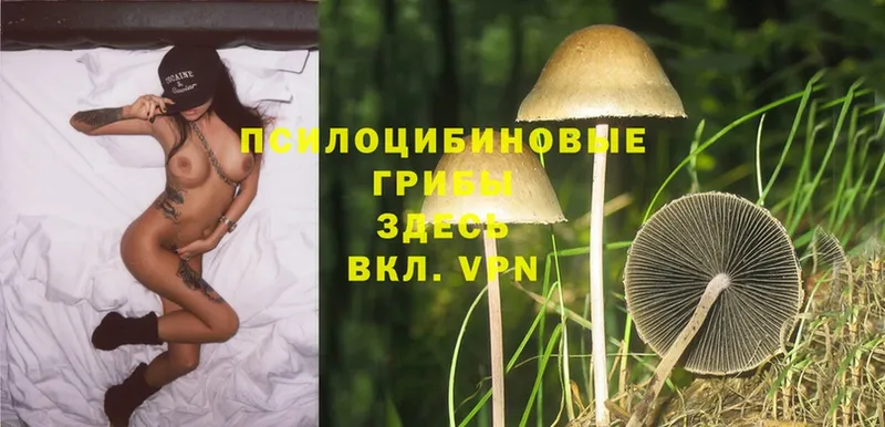 Псилоцибиновые грибы Psilocybine cubensis  даркнет сайт  Бокситогорск 